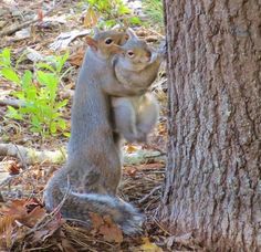 TypicalCTYer's tweet photo. Happy Squirrel Mother's Day!!! #cty https://t.co/BzbJgbvgJ5