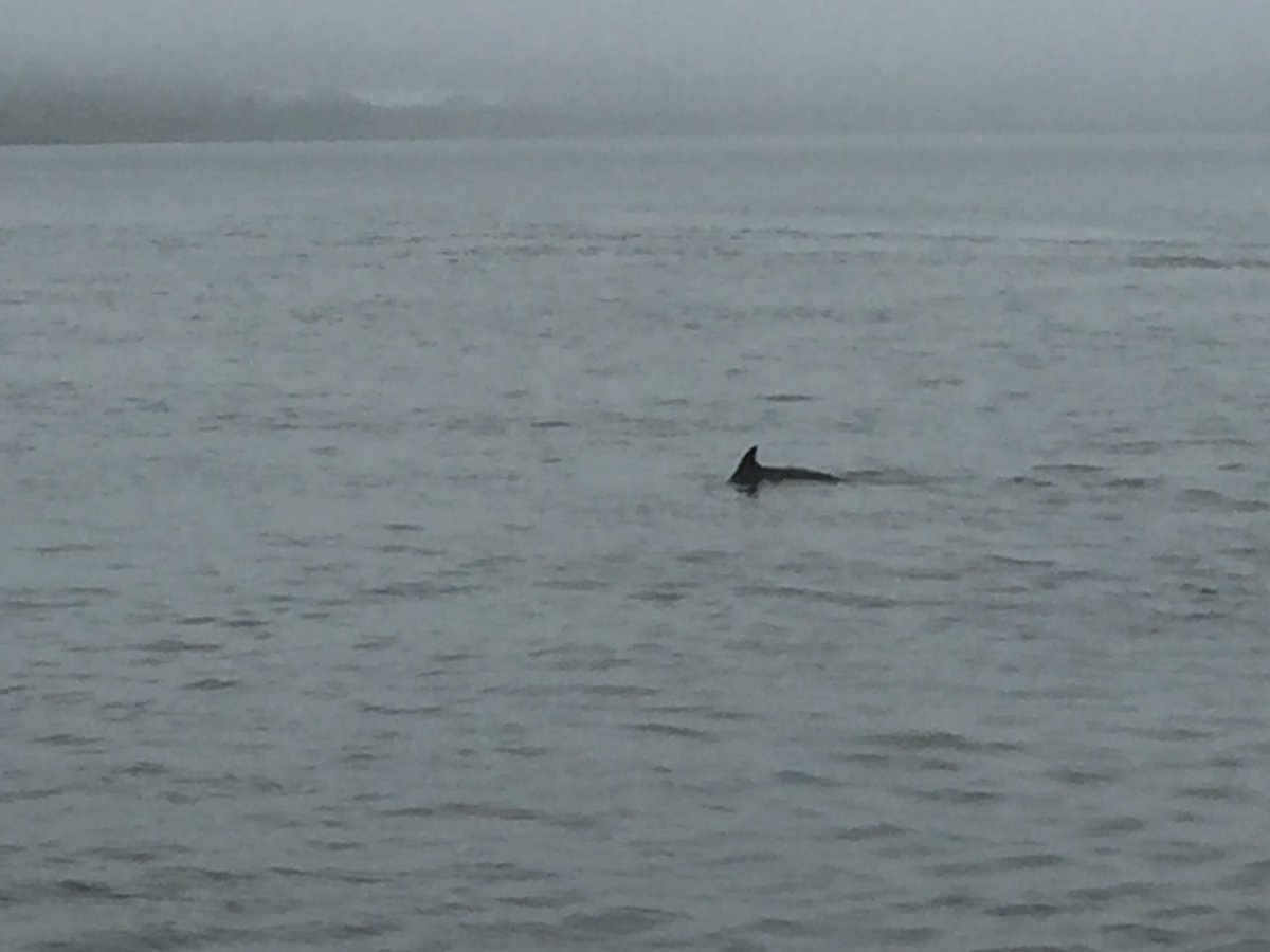 HarPur Creations is having a weekend away... Donna left the Army on Friday, so went dolphin watching in Inverness.