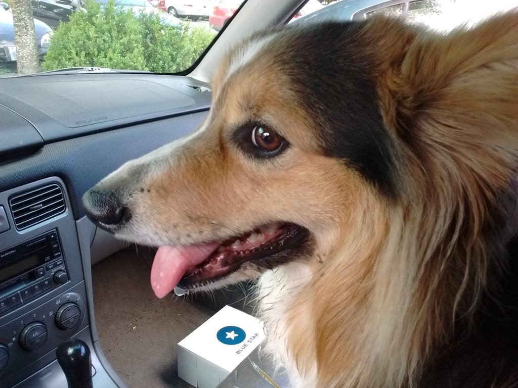 ZestTheCorgi's tweet photo. What are these donut things and why can't I have one? https://t.co/vXdGtGS7ha