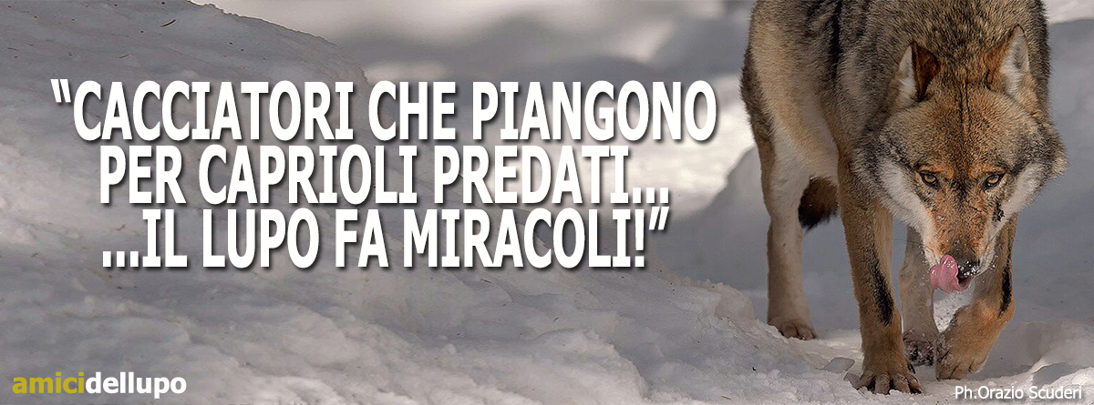 amici_lupo's tweet photo. Chissà perché una parte del mondo venatorio è contro il #lupo?! #SosLupo https://t.co/8CJlu43B0V https://t.co/2RhrhRt1ON