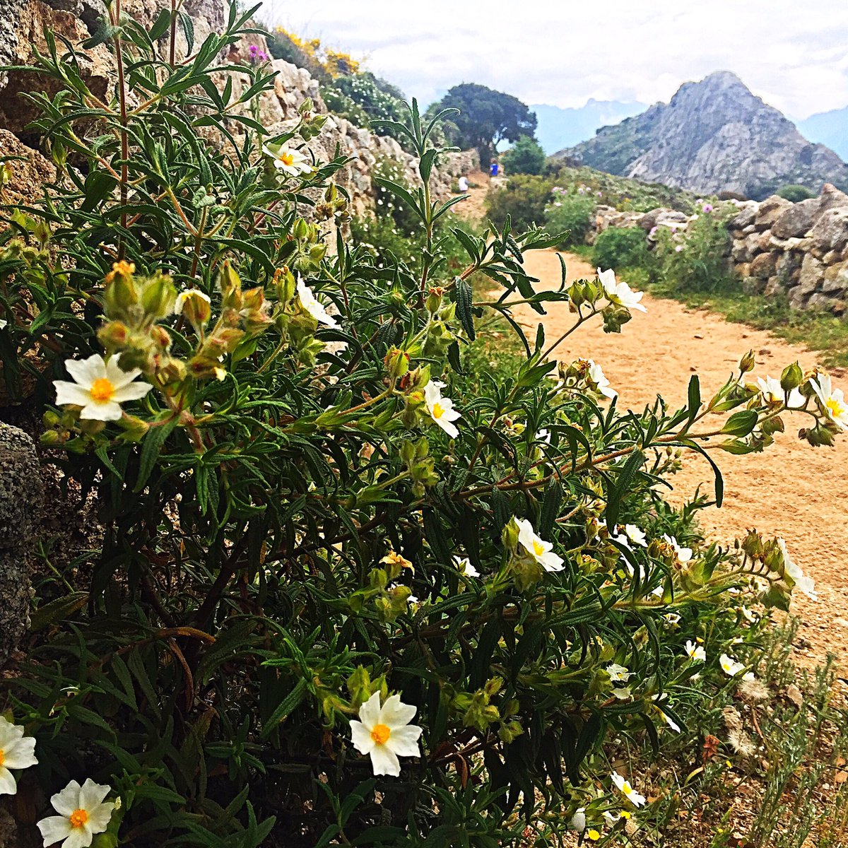 AlbertiniB's tweet image. #Occi #Balagna #Veranu