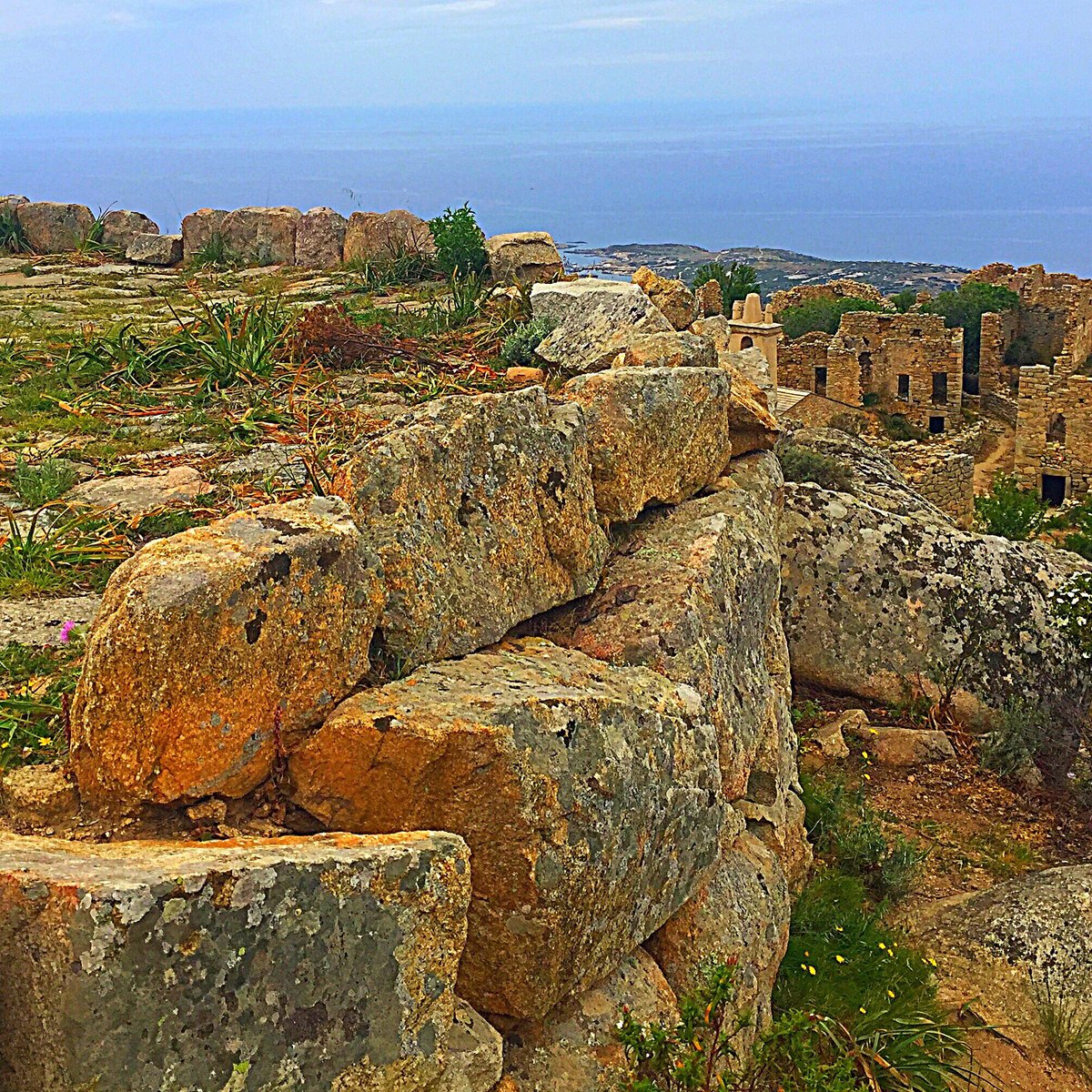 AlbertiniB's tweet image. #Occi #Balagna #Veranu