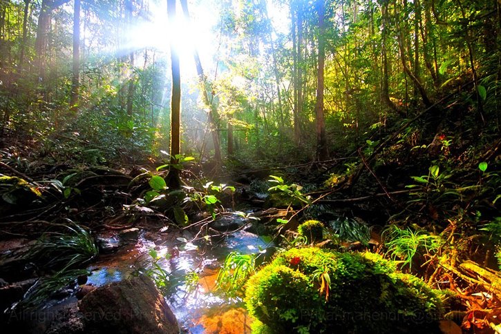 sinhahanda's tweet photo. Sri Lanka has been identified as one of 25 biodiversity hot spots in the world by Conservation International @UNEP https://t.co/W7AghiHqPN