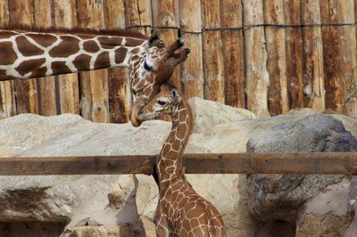 cabq's tweet photo. Mother's Day Concert today at @ABQBioPark Zoo. Info: https://t.co/WTHxuUOLed #ABQfun https://t.co/YdhAxZR4h1