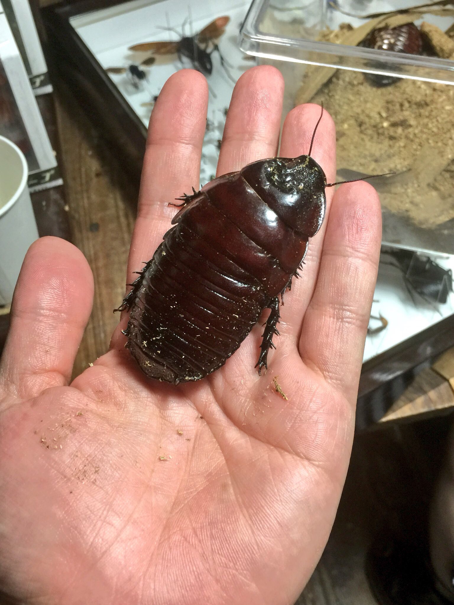 片桐仁なう 夜は高級虫 ヨロイモグラゴキブリ を持ったった つがいで5 4000円 重さといい大きさといい これは最早 ゴキブリじゃないな アレだ 何だろう 片桐仁なう 夜は高級虫 ヨロイモグラゴキブリ を持ったった つがいで5 4000円 重さといい大きさといい これは最早 ゴキブリじゃないな アレだ 何だろう