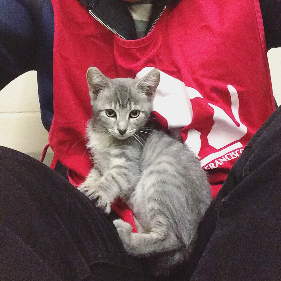 Foster The Cats tweet media