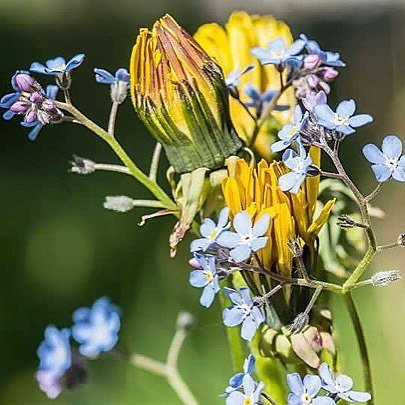 Macfan1963's tweet photo. Colori 💐#natura #trentinowow #nikonofficials #macrophotography #macro #vallediledro #concei #visittrentino #trentin… https://t.co/VskyOqKbhu