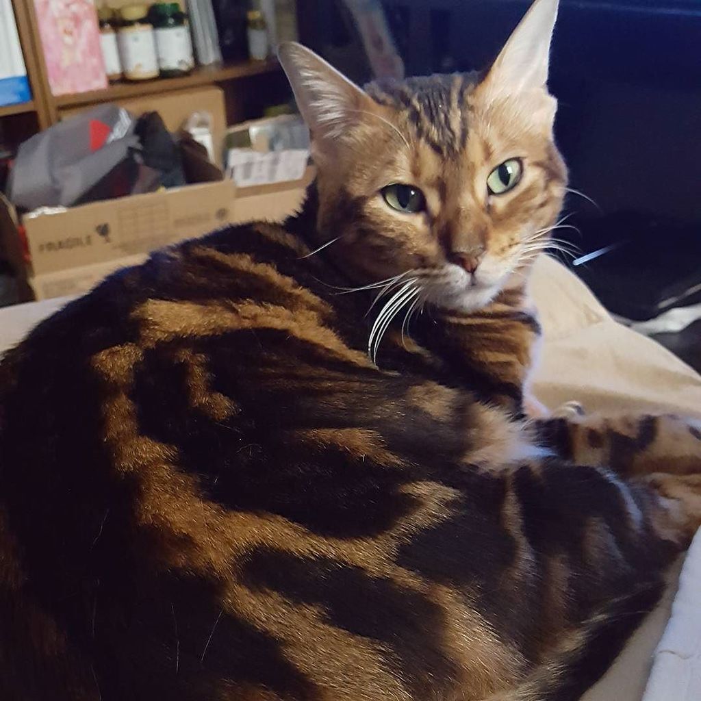 Chatchatcatcat's tweet photo. Abby love
#lovecats #bengalcats #bengalcatsofinstagram #catsagram #gato #mischievous #kitty #instacat #cats #catag⦠https://t.co/Hx2I0Fl1AW