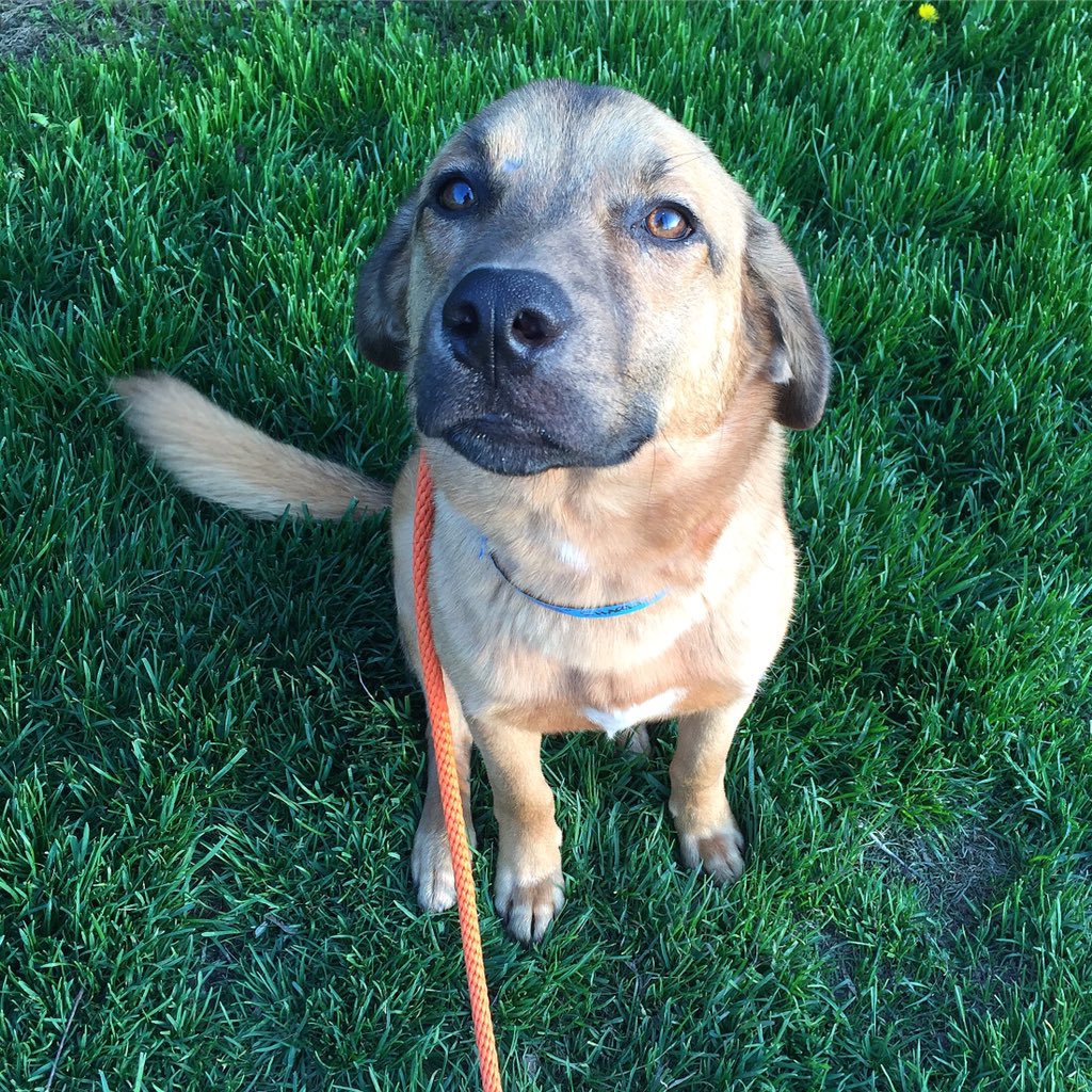 TroyTeresa's tweet photo. Charlie, a Shepherd Cross is the calmest 1yr boy you will meet  @mhumane Petco Sterling Hts at Lakeside! #adoptmhs https://t.co/EqoC0vTyeE