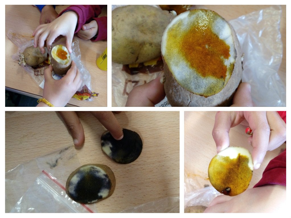 Esta semana en Democracia con clase... ¡Mogollón de experimentos con plantas! goo.gl/pWtzmn