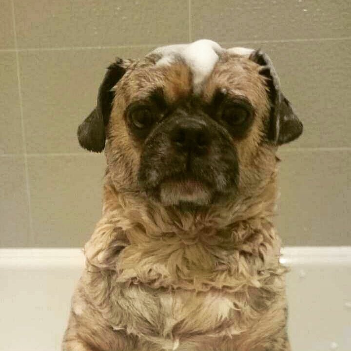 Mr_pee_pug's tweet photo. Fresh as a daisy now #puginatub #puglife #pugx #bathtime #dogsoftwitter https://t.co/Uu9mAfd9HN