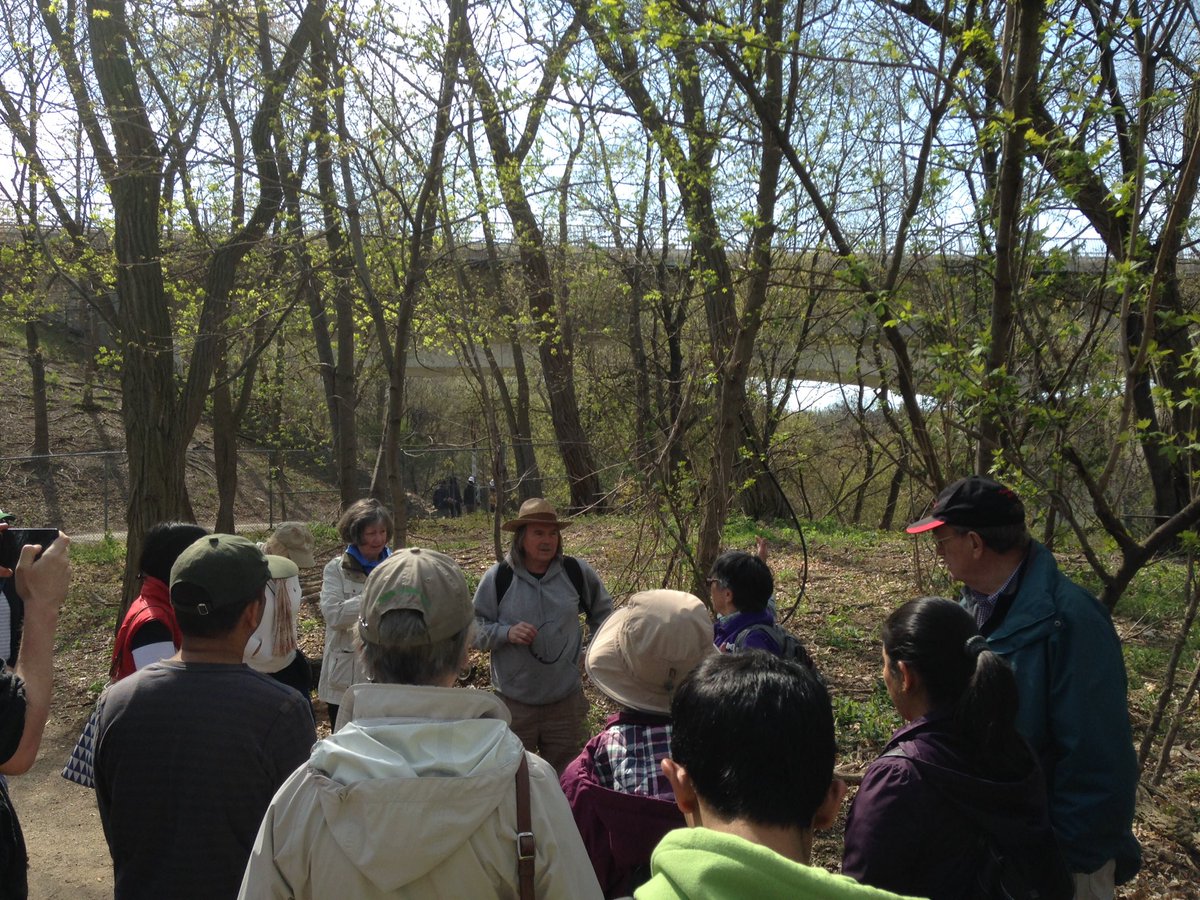 A grove of Black Locust trees imported from years ago by beekeepers #JanesWalk <a href="/JanesWalk_MSaug/">JanesWalkMississauga</a>