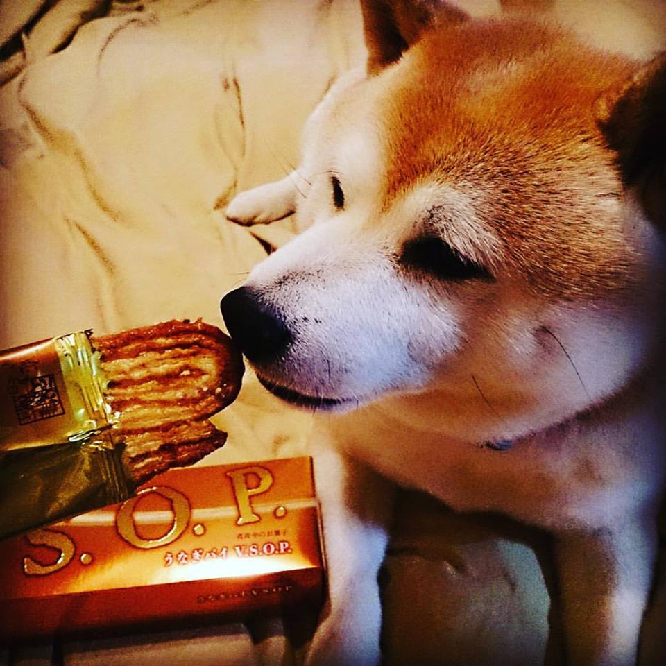 Uzivatel 柴犬 大吉 Na Twitteru 真夜中のお菓子 うなぎパイ V S O P なう V 大吉 柴犬 六本木 うなぎパイ Vsop 最高級 うなパイ 真夜中のお菓子 春華堂 しばいぬ おやつ 美味しい 浜名湖 Shiba Uzivatel 柴犬 大吉 Na Twitteru 真夜中のお菓子 うなぎパイ V S O P なう V 大吉 柴犬 六本木 うなぎパイ Vsop 最高級 うなパイ 真夜中のお菓子 春華堂 しばいぬ おやつ 美味しい 浜名湖 Shiba