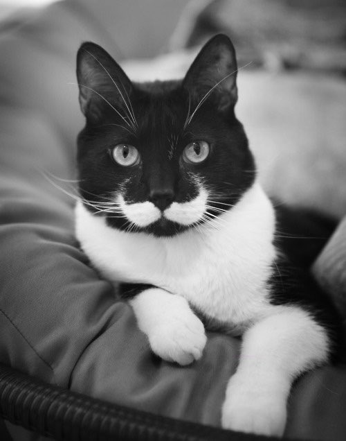 MattsMoustache's tweet photo. Happy Mother's Day to those who mother both the two and four legged variety! #stachesunday https://t.co/2lZVWQMLBo