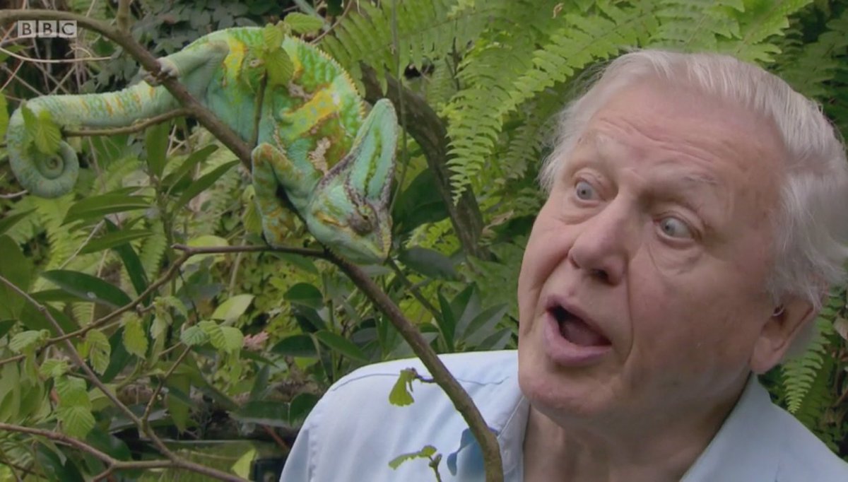 ELLAH__22's tweet photo. HB to one of the most enriching and truly inspirational people of our time. What a treasure. #Attenborough90 https://t.co/9mpChS9Gjc