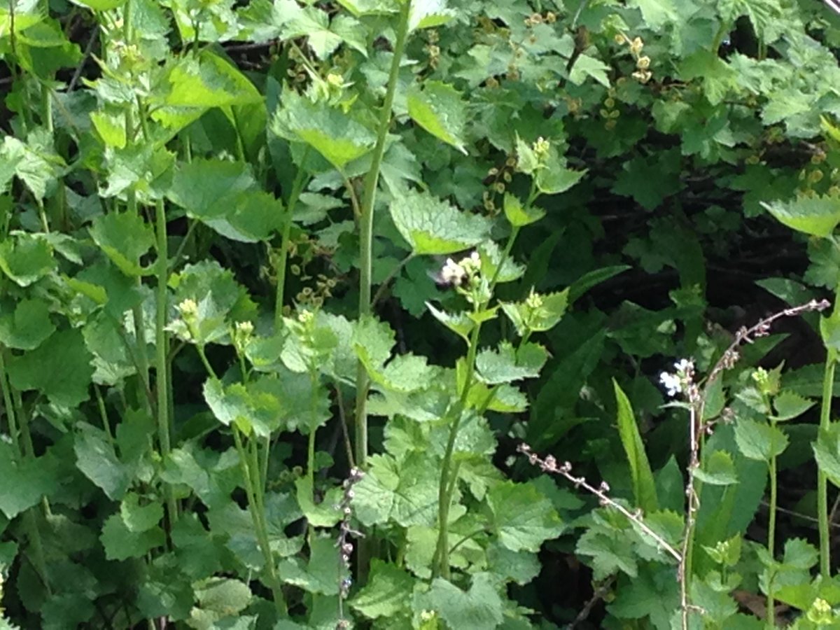 Found a carpenter bee along #thebeewalk #JanesWalk <a href="/JanesWalk_MSaug/">JanesWalkMississauga</a>