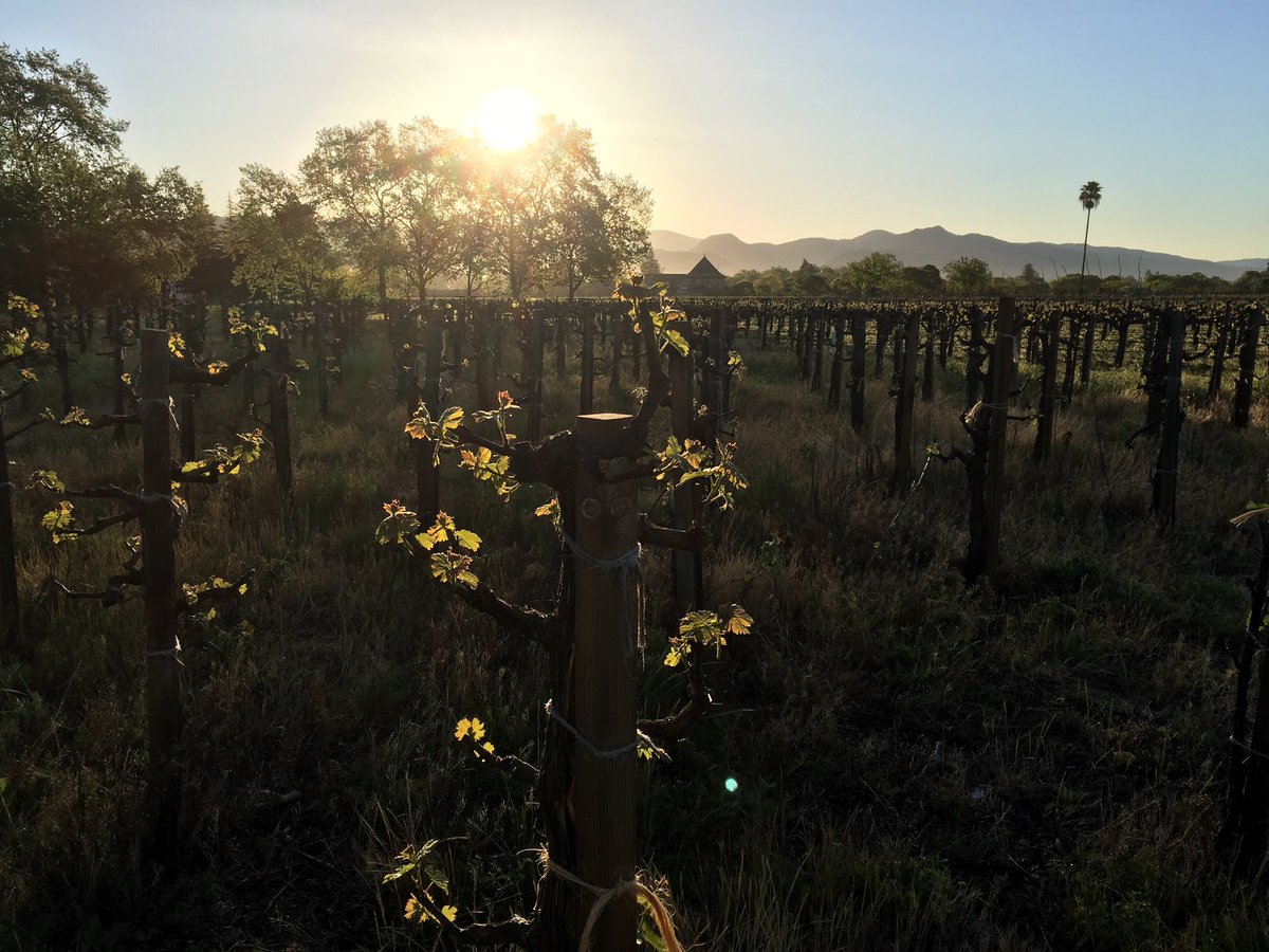 Niebaum-Tonella Cabernet Sauvignon #spring16 sunshine. 100% Sustainable. #cabernetsauvignon #rutherford  #napafest16