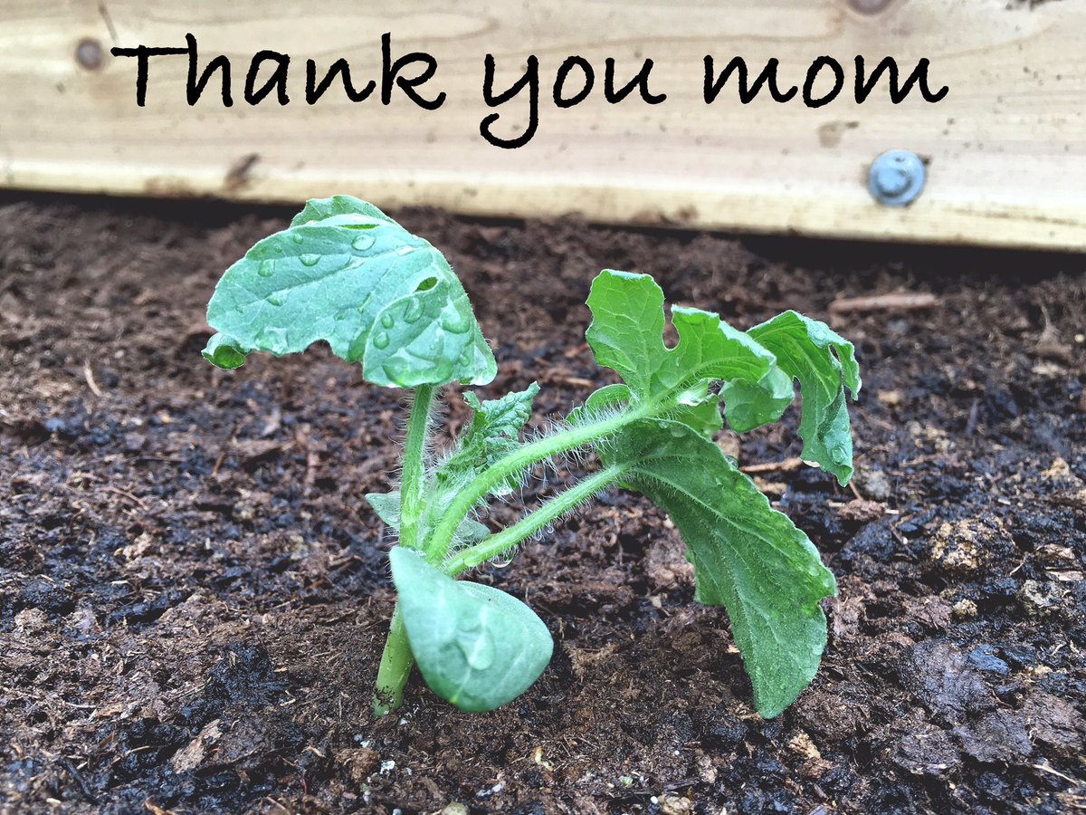 New life is vulnerable, but thrives in caring hands. Happy Mother's Day! Little baby flower watermelon. #ThankYouMom