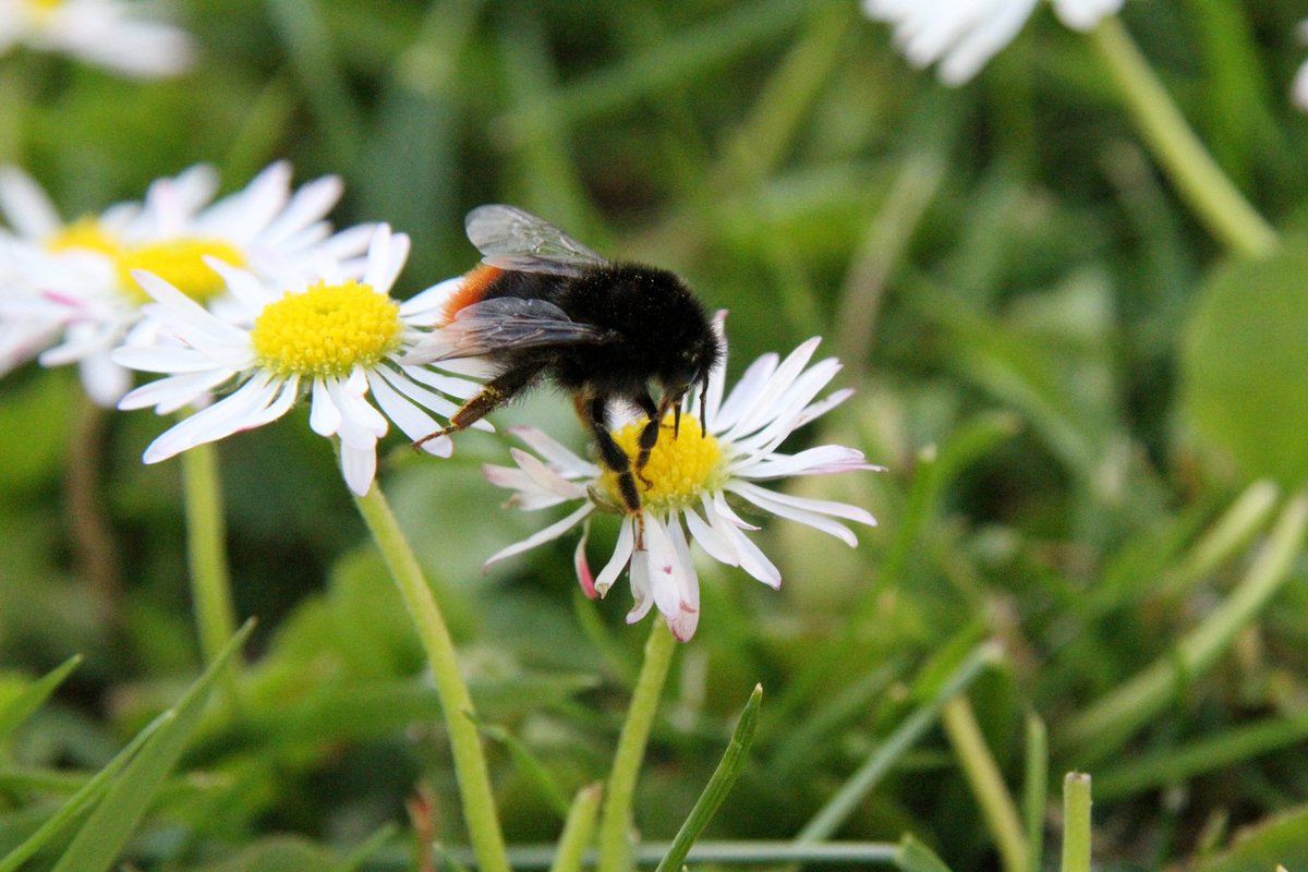Leave area of your #garden to go wild to provide #bee nesting sites. #Bumblebees will nest in long grass  RT <a href="/BBOWT/">BBO Wildlife Trust</a>