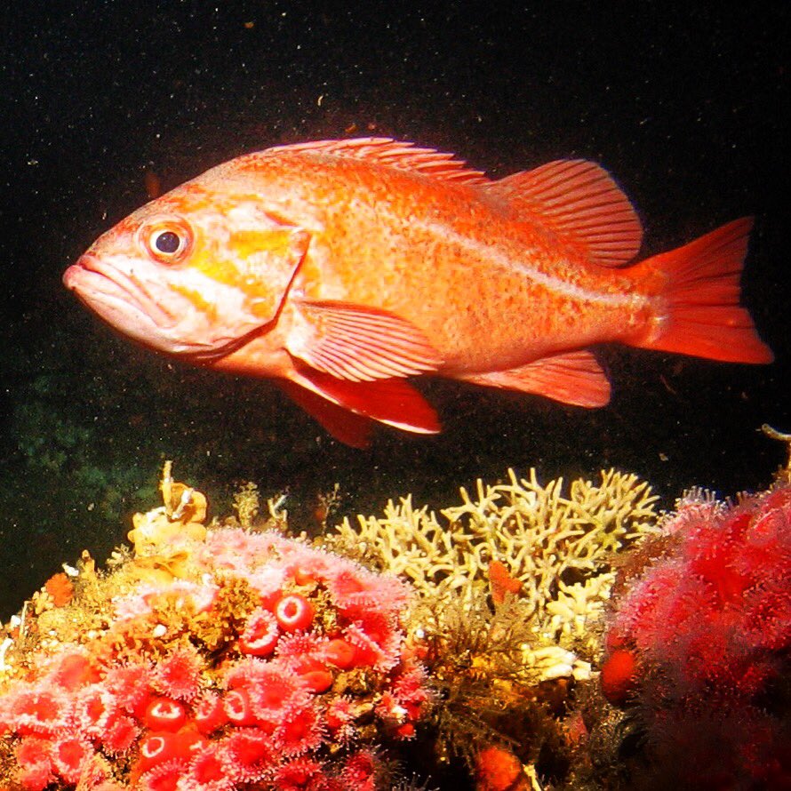 MAREgroup's tweet photo. Happy #MothersDay! Today we pay respect to #BOFFFs, supermoms critical to sustaining #fish populations https://t.co/SGZAdxit9R