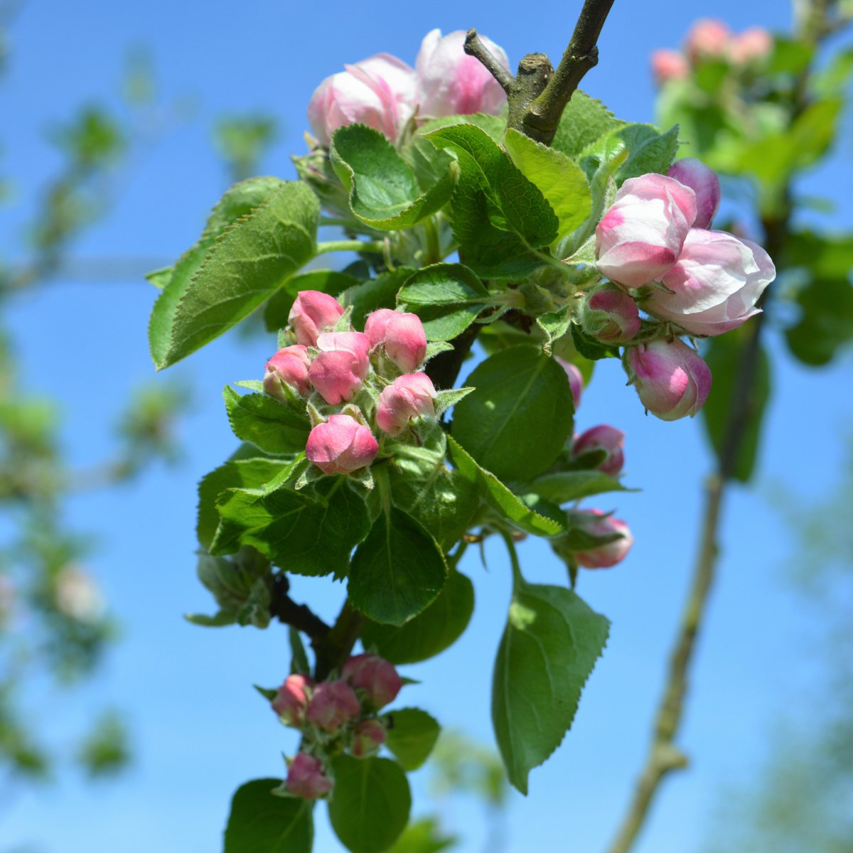 Hottest day of the year so far in #CarshaltonBeeches - more days like this please. #AppleBlossom in #QueenMarysPark