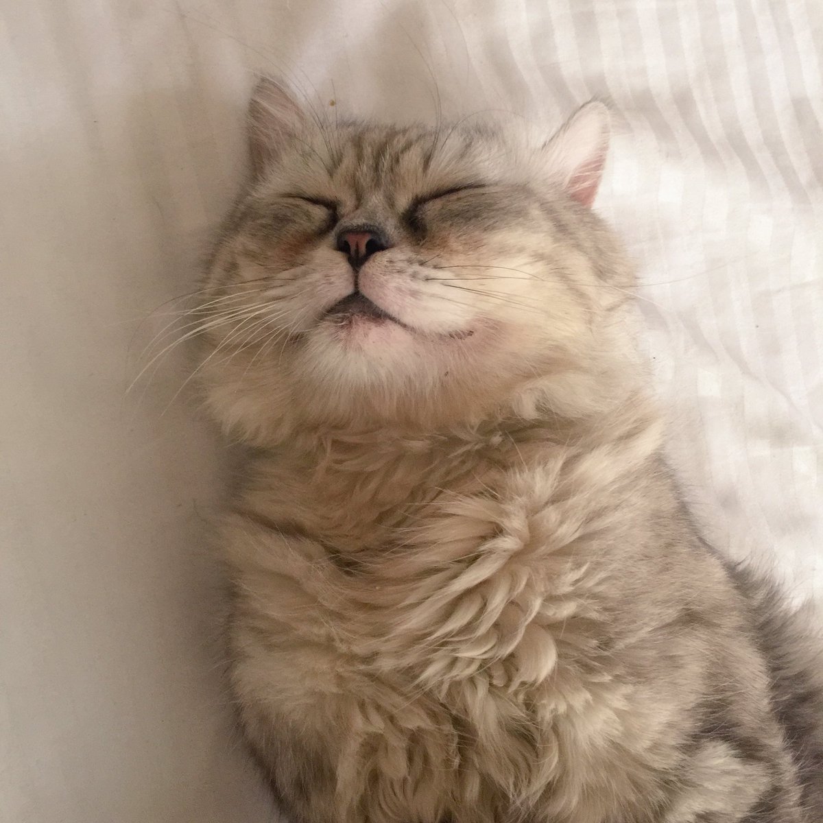 cemberella's tweet photo. Goodnight 😽 https://t.co/6NX0cFObut