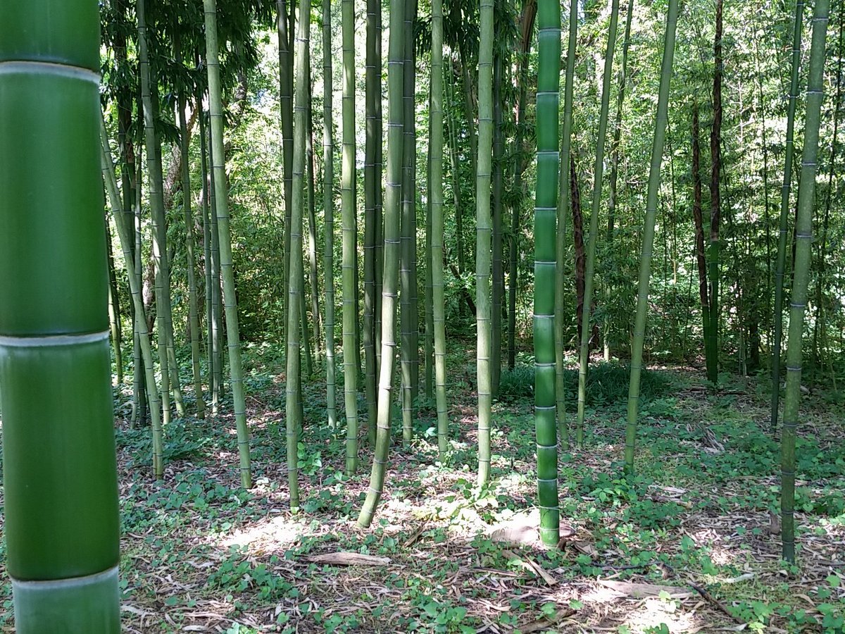 Charlotte Bamboo (BambooCharlotte) Twitter