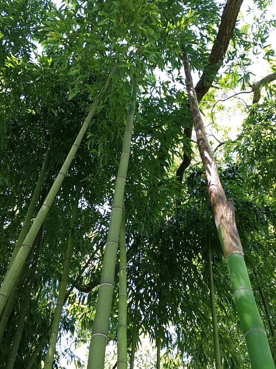 Charlotte Bamboo (BambooCharlotte) Twitter