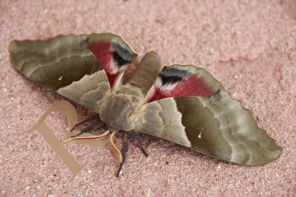 MaximillianIves's tweet photo. It's Moth's R Day! Give a moth an R. #mothersday https://t.co/X1Oqe8wKR0