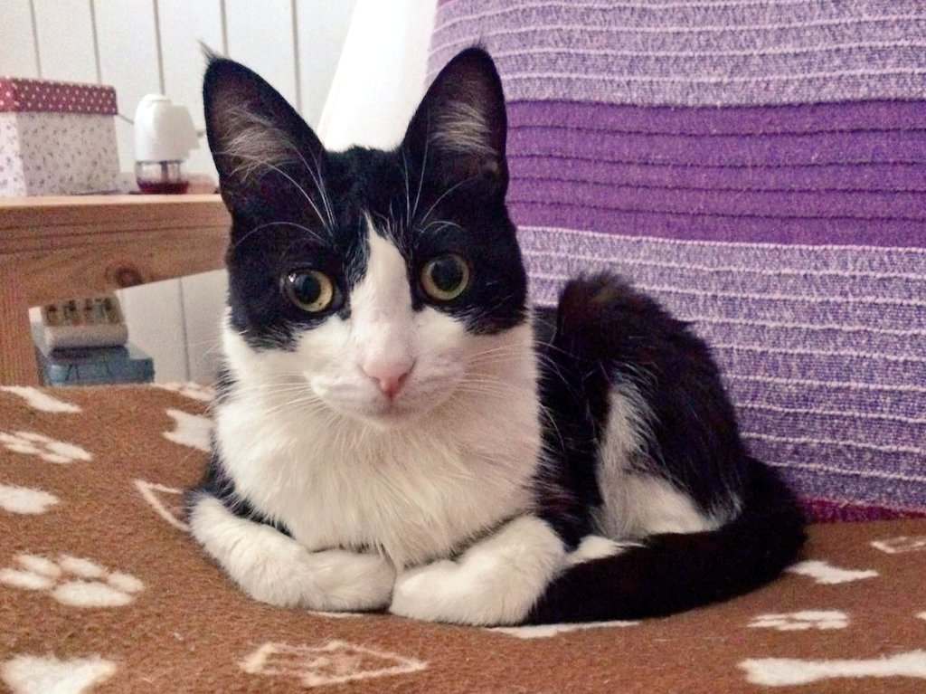 pgattara's tweet photo. Ella es #Pizco lleva más de un año esperando una familia,  rescatarla salvó su vida ⏩ https://t.co/lOPtmgjf6X https://t.co/sToqrAYKqM