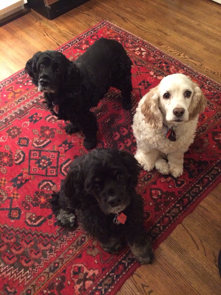 sugarplumtweets's tweet photo. squad's abt to roll outtt ✨🐶🐶🐶✨ #furmation https://t.co/3zusQUg8cn