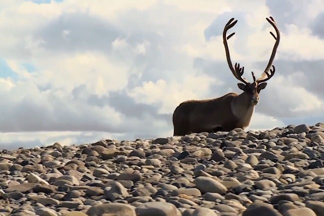 SPORTSMANchnl's tweet image. What is the most difficult animal to hunt with a bow? bit.ly/1NjgXla @BowhunterMag #Bowhunting