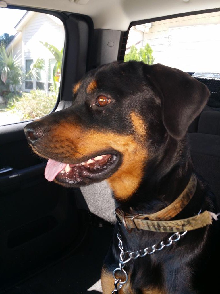 BWW2011's tweet image. Need a temp home for my boy 4074083004