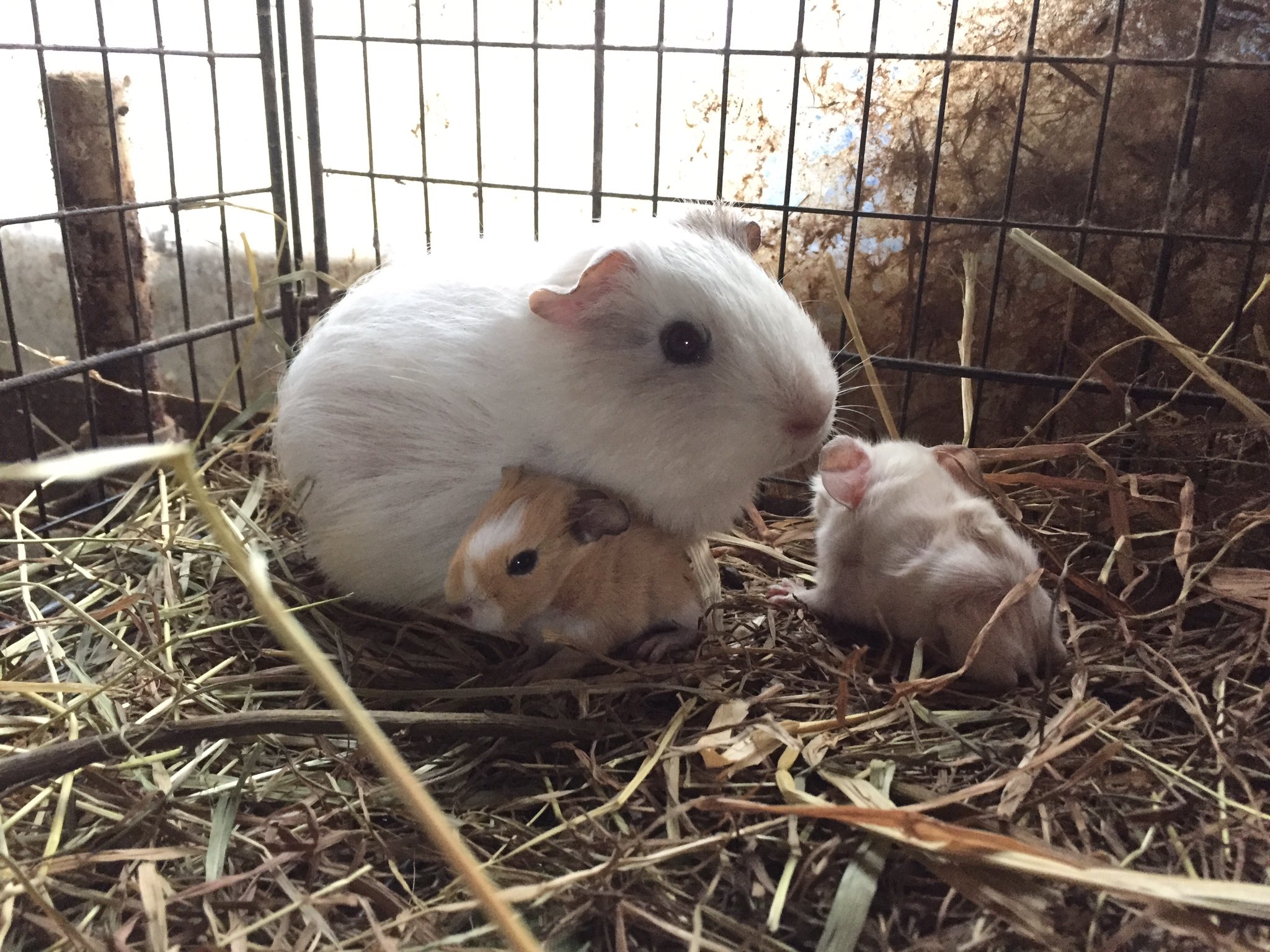 Twitter 上的 ノースサファリサッポロ 公式 モルモットの赤ちゃん 早産ぽくてハムちゃん並みの大きさしかありません しかし元気です 大変元気です T Co Okaqvx47hh Twitter