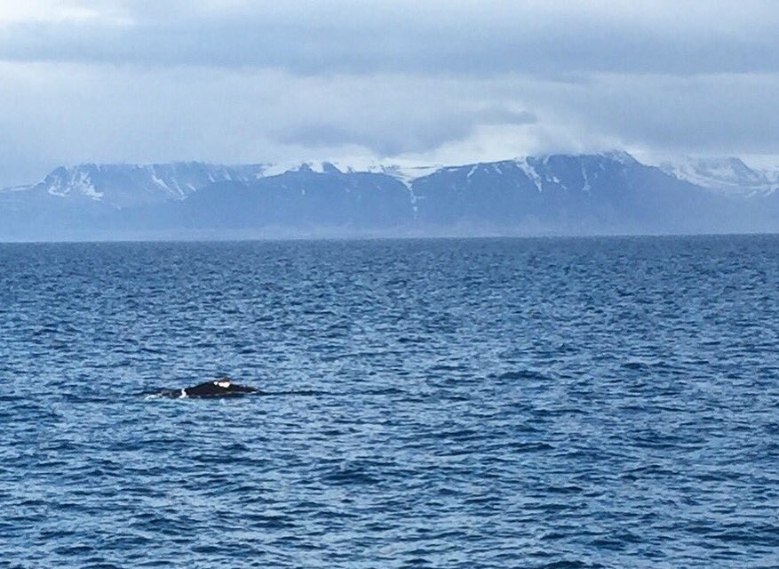 patriciakitto's tweet photo. .@Brucekitto, I lied. 😉 Here's one! A humpback in the beautiful bay of Faxaflói! #icelandiscool https://t.co/Drfolal6Nb