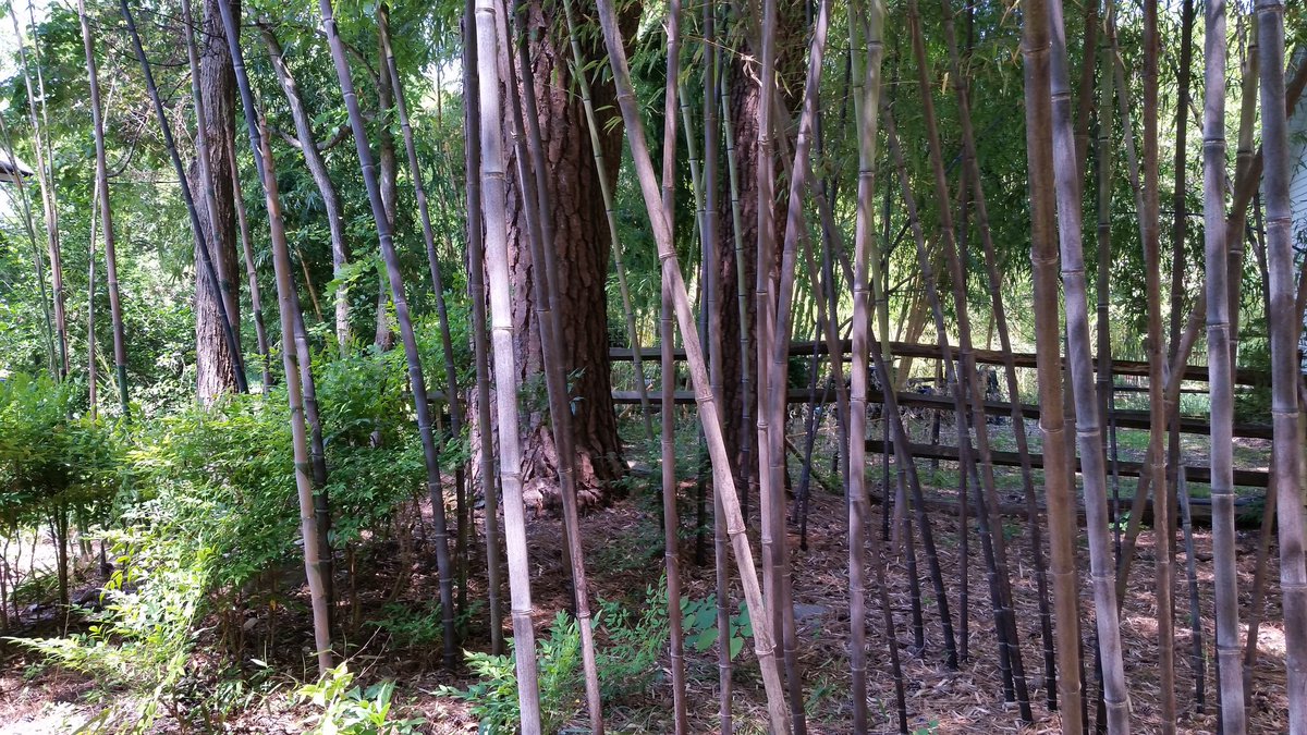 Charlotte Bamboo (BambooCharlotte) Twitter