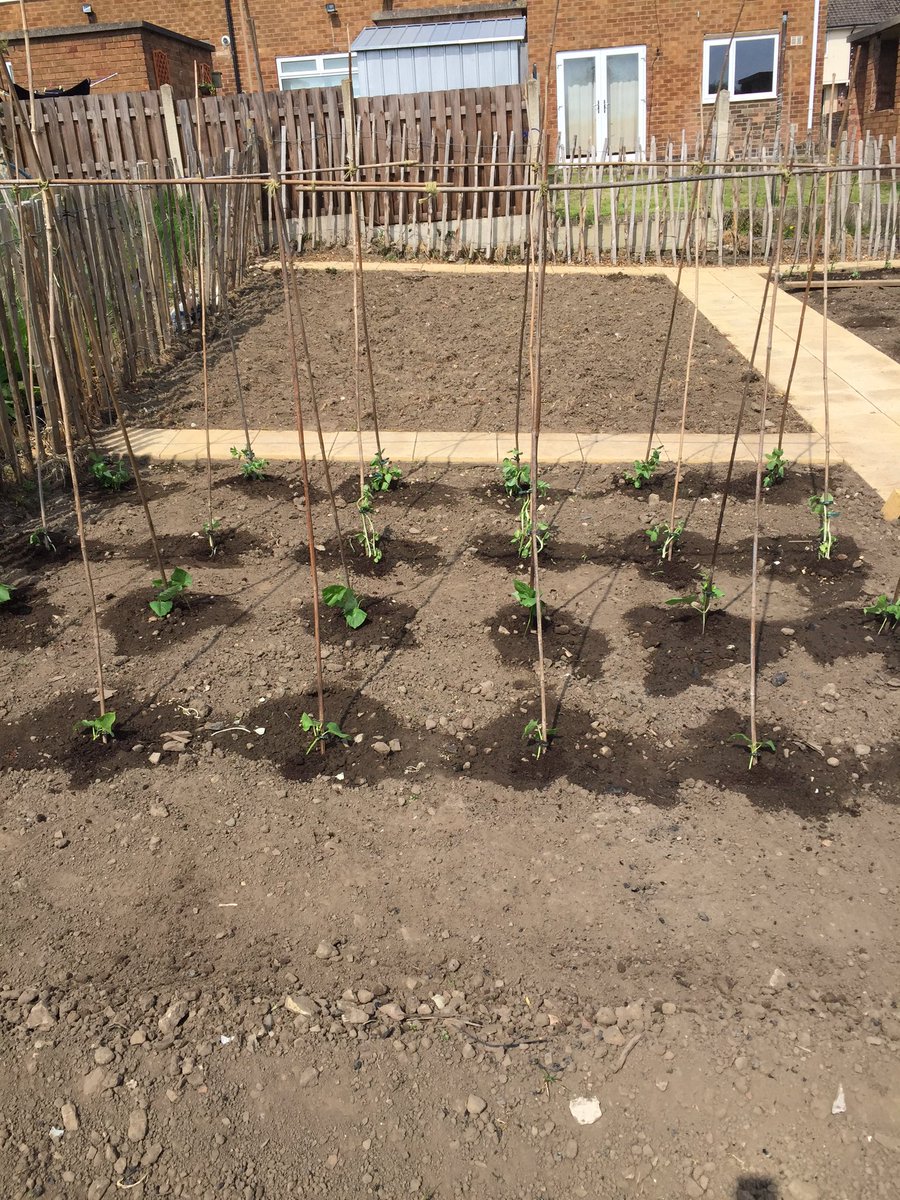 FitFactoryAbc's tweet photo. Boxing clubs allotment coming on great, green, runner, broad beans, peas, tomatoes & cucumbers in #eathethy ๐๐ป๐ฅ๐๐ป https://t.co/4TMtpwc81M
