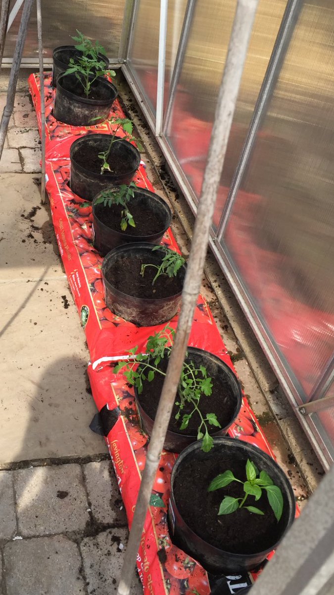 FitFactoryAbc's tweet photo. Boxing clubs allotment coming on great, green, runner, broad beans, peas, tomatoes & cucumbers in #eathethy ๐๐ป๐ฅ๐๐ป https://t.co/4TMtpwc81M