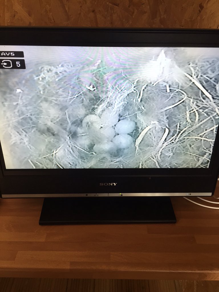 KBOrganicGoat's tweet photo. 7eggs I think, not sure if they are sitting or still laying. https://t.co/oVbVmts0fy