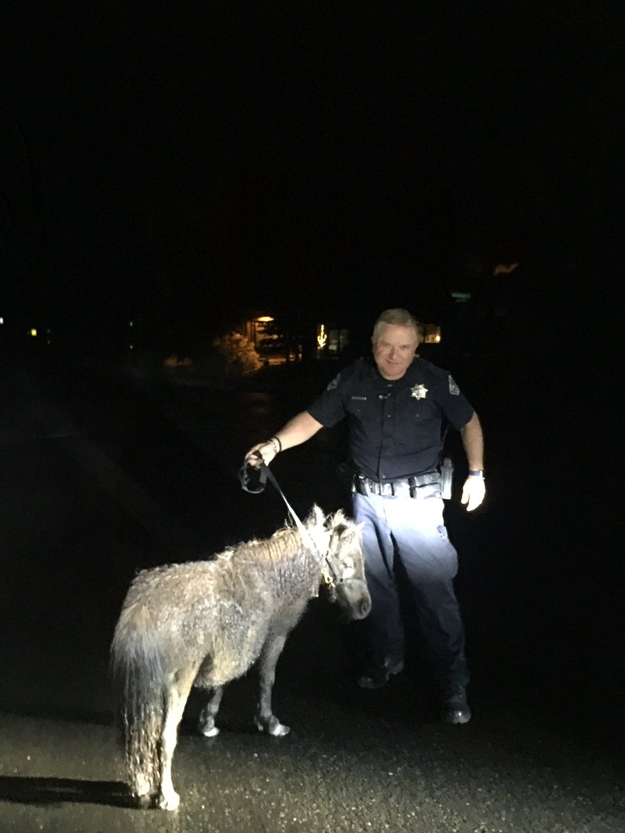 When you are sent a call of a mini horse at large...Glad to report he is now in 'stable' condition. 🦄#HorsinAround