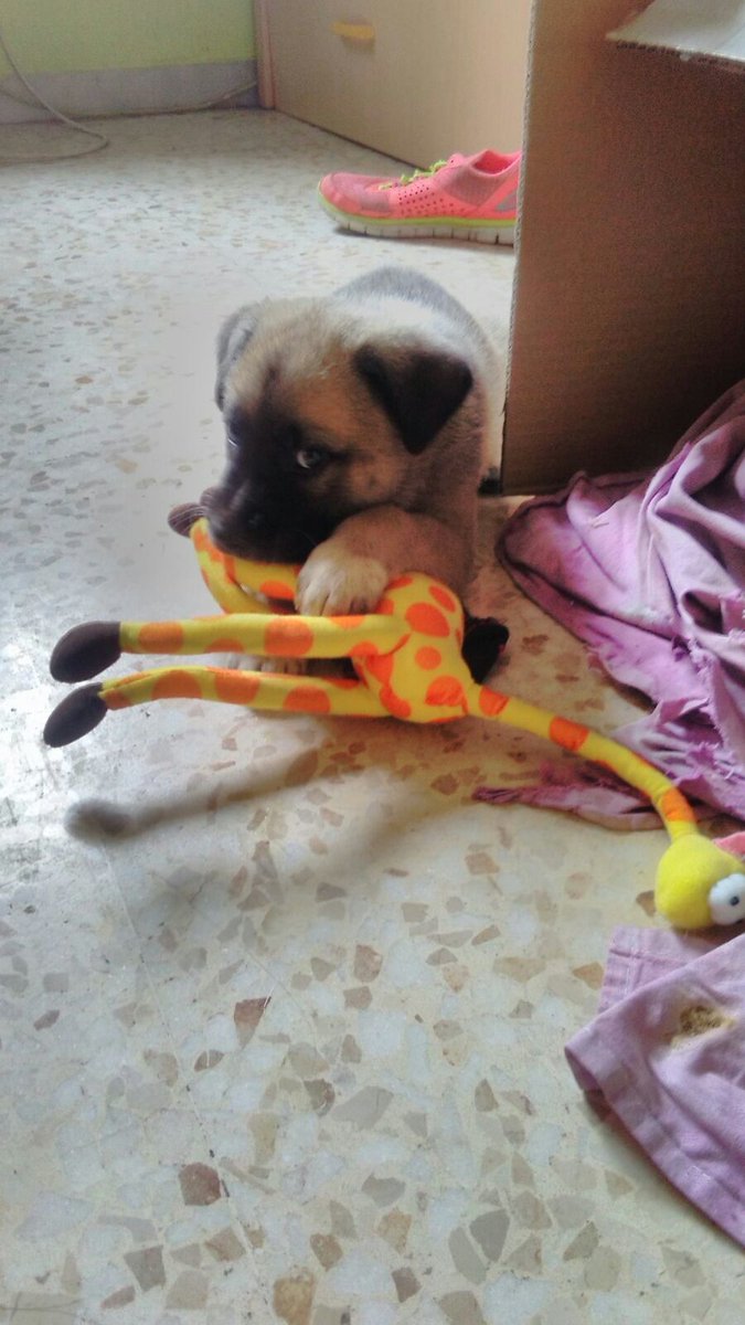 REFUGIOLACANDEL's tweet photo. #CASOEXTERNO #URGENTE #SOS cruce de mastín de un mes. Busca #ADOPCIÓN urgente. Contacto: 635676810 #ADOPTAR https://t.co/Ufled0tADC