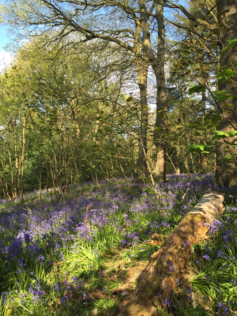 Royplus's tweet image. Ilkley Middleton Woods today