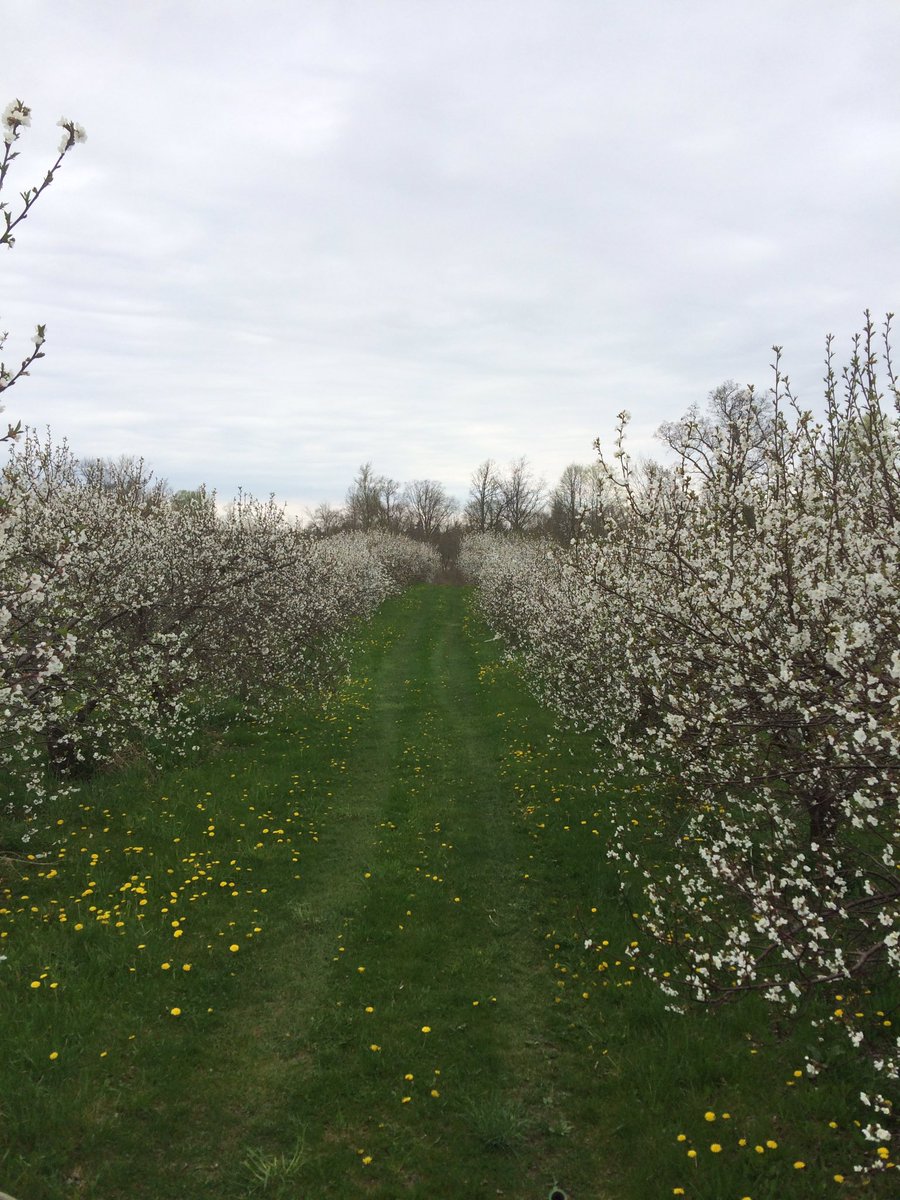 Yesterday's Blossom Party at the farm! #cherryblossom