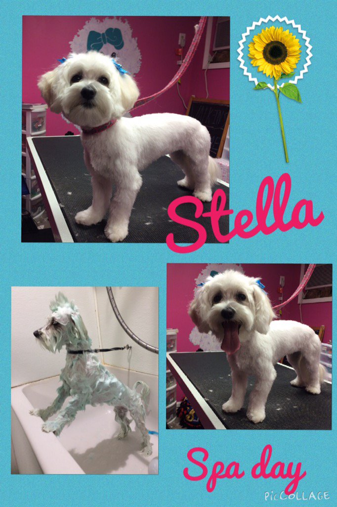 Groominggirls's tweet photo. What a pretty girl https://t.co/5P8d0zZLlv