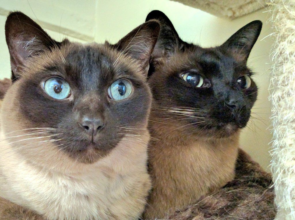 Ⓜ️elissa tweet media