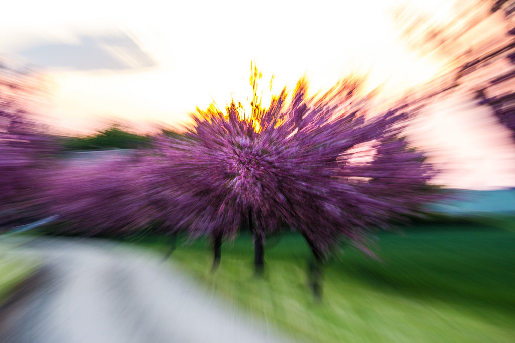 jufflehead's tweet image. Blossom Punch: focusing is like so yesterday! #photography #blur #blossom #rugby  flic.kr/p/GYZHMT