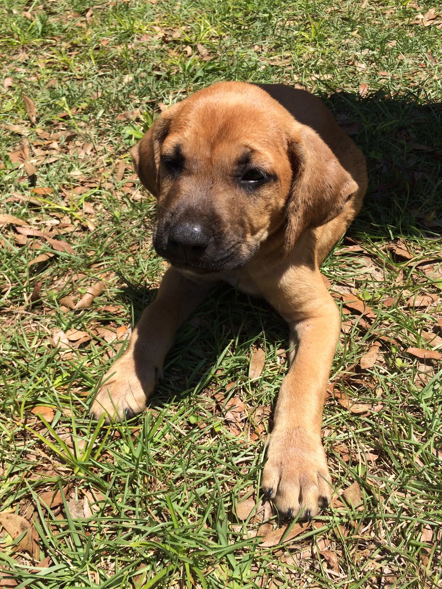 ansley_brianna's tweet photo. Found this cute lil pup on the side of the road. Doggy needs help so to the animal hospital we go! Then youre ours💗 https://t.co/e2EbBhQNt5