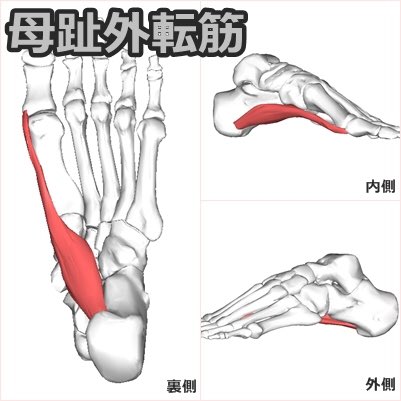 解剖 運動学がんばりたい Kaibo Undo Twitter