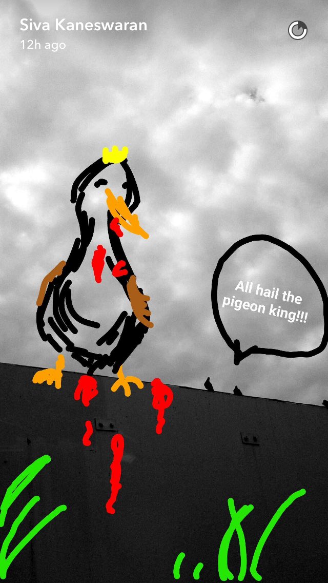 SivaUpdates's tweet photo. The story of the pigeon, by Siva Kaneswaran (via snapchat) https://t.co/sD7anEZ4KV