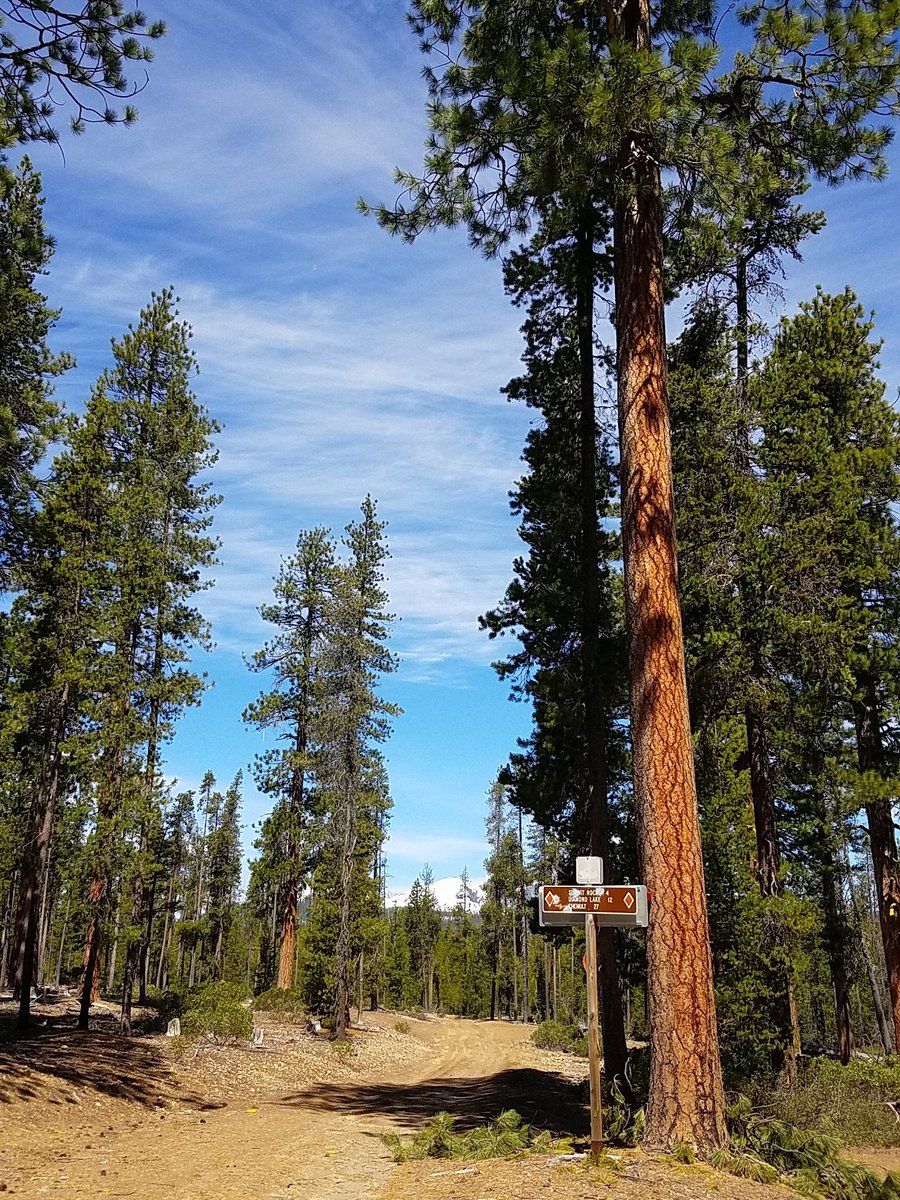 EmilyFrancona's tweet photo. Driving through beautiful #Ponderosa pines along #diamondlake highway https://t.co/tMRLoSbgzG